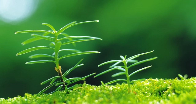 观叶植物